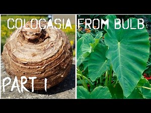 Growing Colocasia From Bulb - PART 1 - Planting the bulb