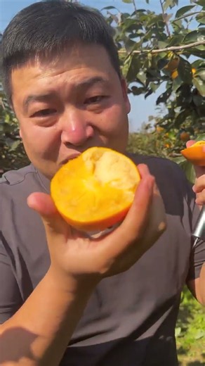 Peeling & Tasting Fresh Persimmons Straight From The Tree! 🌳🧡#FruitPicking #FreshFruit #FreshHarvest