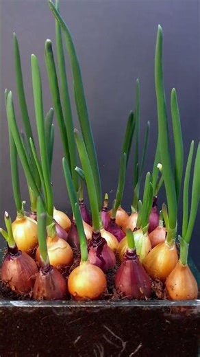 Growing Onion Tree from onion #timelapse #plants