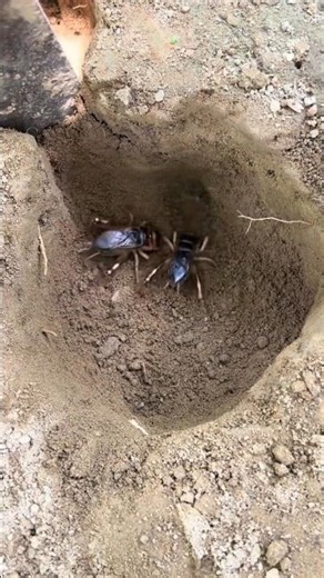 Battle of the Cockroaches: Life Beneath the Soil