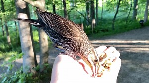 6.3K views · 1.1K reactions | A female Red-winged Blackbird enjoying a meal of sunflower seeds and suet nuggets. Video switches to real time after 1:30. If you’re wondering why the phone moves at one point, it’s because a mosquito was attacking my face and I was trying to shoo it away 烈 | Jocelyn Anderson Photography | Facebook
