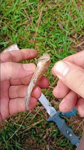 Cómo ENCARNAR Carnada de Pez Correctamente 🎣 (¡Para que no se salga!)