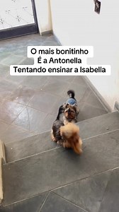 Antonella ensinando Isabella: vídeo fofo de Yorkshire tentando ensinar