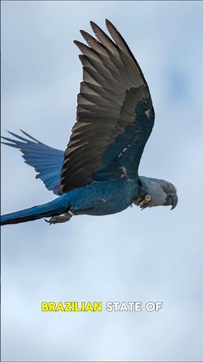 Spix’s Macaw: A Comeback of Color and Hope
