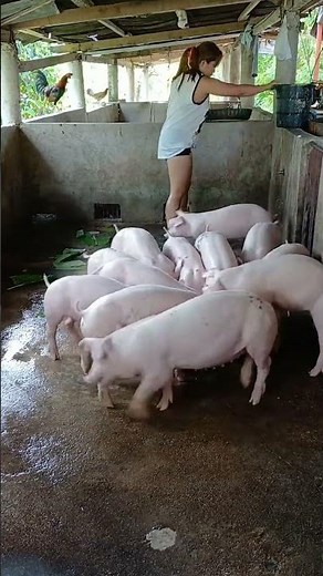 Cut Feed Costs With These Smart Farm Hacks #PigFeed #FarmHacks #LivestockCare