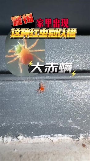 警惕！家里这种小红虫，别认错。 快看看你家墙角、花盆边，有没有芝麻大的小红虫？别认错！那不是红蜘蛛，是大赤螨！它爱藏在潮湿角落，繁殖极快。虽不咬人，但虫体排泄物会引发瘙痒过敏，还会侵扰宠物、祸害绿植。用专用杀虫剂对准墙角、花盆一喷，成虫虫卵全灭杀，彻底告别螨虫困扰！#大赤螨 #红蜘蛛特效药 #绿植害虫 #盆栽害虫 #螨虫
