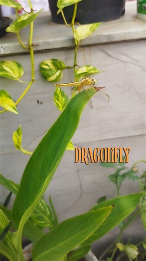 Golden Dragonfly in My Garden ✨ | Nature’s Little Visitor 🌿