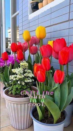 How to Grow Tulips in Water | Easy, Aesthetic & Beautiful