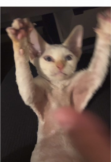 Funny baby✨🤍 #kittenplay #devonrex #kittyplay #devonrexkitten #foryou