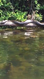 Reptile Farm on Reels