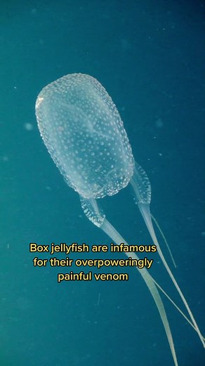 Fascinating Facts About Box Jellyfish Tentacles