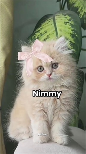 Cute names for your new kitten that you will love😻#shortsfeed #cat #kitten #cute