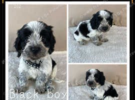 5 beautiful cockapoo puppies F1 cockapoo - £680