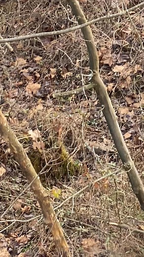 9.9K views · 122 reactions | View from the tree — Southern Ohio bobcat… #deerhunting #outdoorlife #hunt #hunter #bowhunting #bobcat #predator | Sunfish Valley Whitetails | Facebook