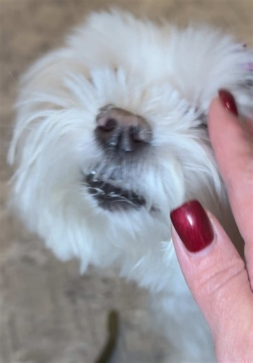 Something’s telling me it must be Greenie Time for Daisy! The Greenie Song #trending #fyp #viral #pet #paratiiiiiiiiiiiiiiiiiiiiiiiiiiiiiii