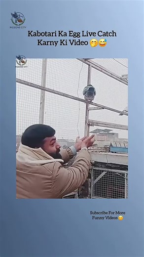 Understanding Egg Laying in Birds