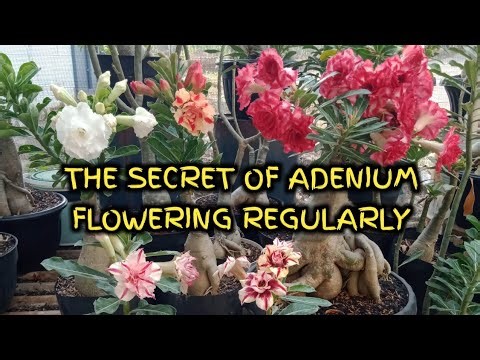 The Secret to Adenium Flowering Frequently