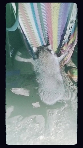 Raccoon sisters!! (@rubyruthraccoonsisters)’s videos with Hakuna Matata - Billy Eichner & Seth Rogen & JD McCrary & Donald Glover