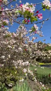 2.8K views · 420 reactions | Visiting this weekend? Stroll through the Shakespeare Garden, Rose Garden, and Conservatory to see these gorgeous blooms.  | The Huntington Library, Art Museum, and Botanical Gardens | Facebook