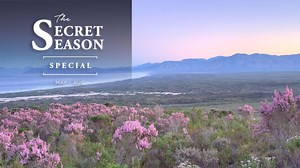 The Secret Season at Grootbos is a magical time of year where nature parades in all its beauty! The intricate fynbos fields come alive with vibrant colour and the Southern Right Whales are welcomed to our warmer shores. Tucked between mountain, forest and sea the prestigious 5-star luxury lodges of Grootbos offer the perfect base from which to experience the natural oasis of the Cape Floral Kingdom and Walker Bay. From exciting flower safaris, wondrous whale watching experiences to joyous evenin