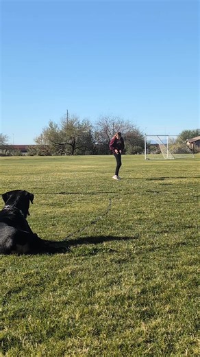 Effective Dog Training Techniques for Rottweilers