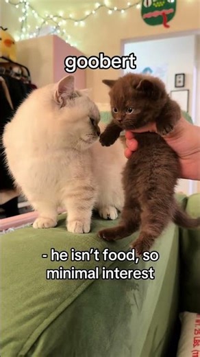 after a week of scent swapping and all the fun kitten introducing #doobscoobgoob #fypシ゚viral