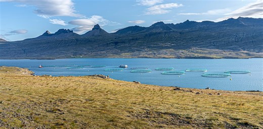 ¿Hay que salvar de algo a los salmones de piscifactoría como defienden Rosalía y Björk?