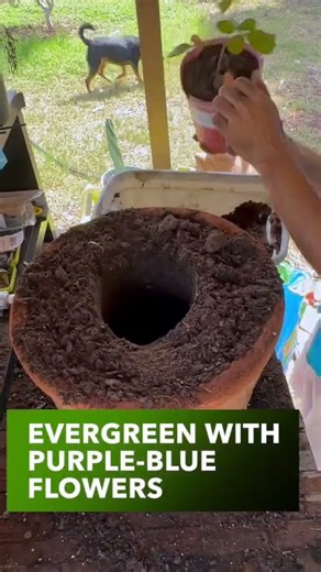 💜 Potting a Texas Mountain Laurel (Dermatophyllum secundiflorum) #plantcare
