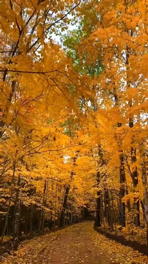 Michigan is the most underrated fall destination in the US 😍 Is Michigan on your bucket list this fall? #michigan #michigancheck #fallfoliage #fall #puremichigan | The Lovers Passport