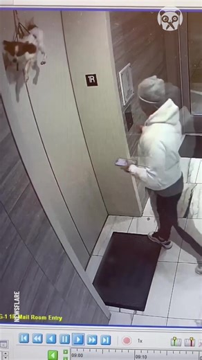 1.3M views · 10K reactions | Heroic man rescues dog stuck between elevator doors | Bored Panda Art | Facebook
