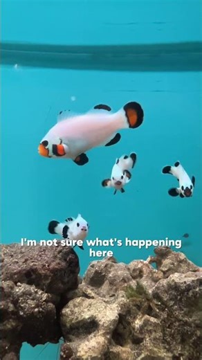 clownfish #aquarium #fishspecies #trending #fishtank #fishtypes
