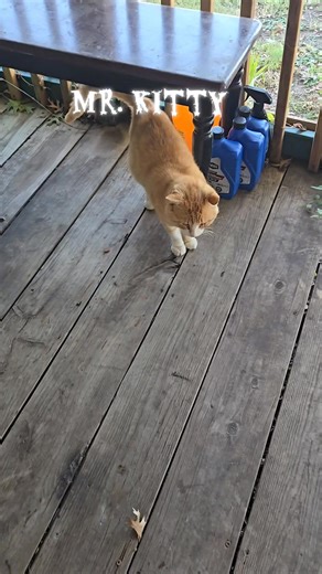 Mr.Kitty 😺 | Bob Wilson