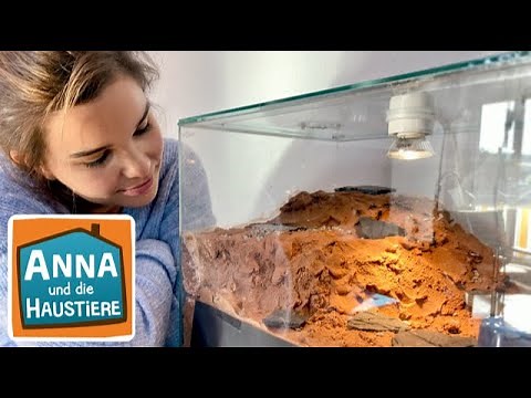 Ameisen | Information für Kinder | Anna und die Haustiere