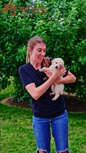 Little Bit - 4 - AKC Light Red American Golden Retriever Puppy | Buckeye Golden Retrievers