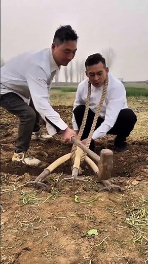 digging fertile soil using a traditional large wooden pitchfork tool to prepare land for planting