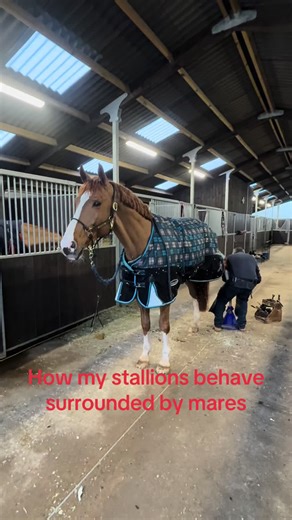 Stallion Behavior Around Mares: A Unique Insight