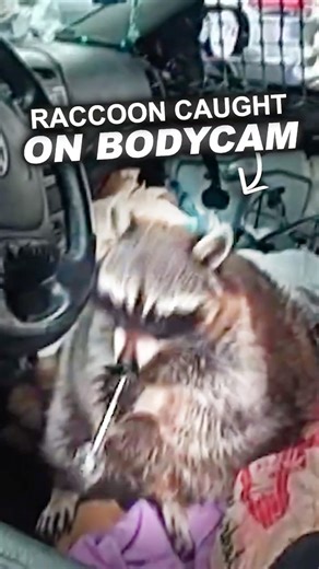 Police Catch Raccoon Using a M*th Pipe