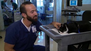 1.6M views · 6.7K reactions | CAT THERAPY: This highly-trained feline...