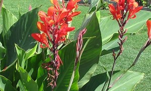 Canna indica - Alchetron, The Free Social Encyclopedia