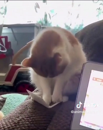 Cat Typing on Laptop Funny Compilation