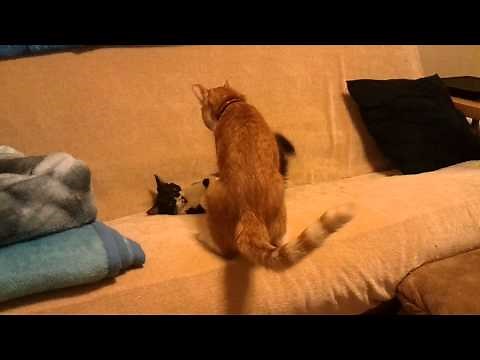 Cats playing with each other