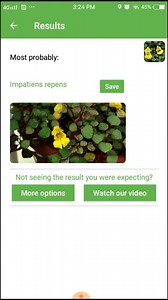 PlantSnap.com identifies Impatiens repens, a low growing and creeping tropical herb from Sri Lanka. | PlantSnap