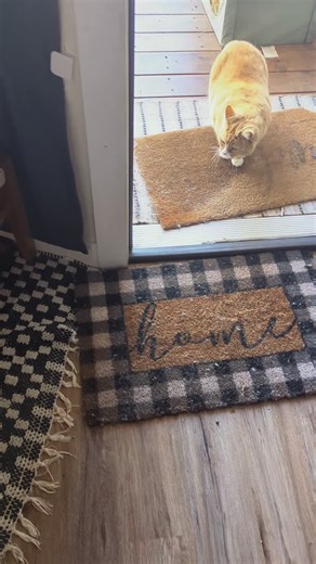 The Adorable World of Fat Orange Cats