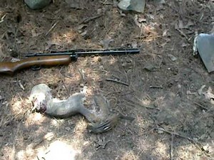 Chipmunk and Squirrel hunting