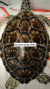 5.9K views · 471 reactions | Just like us, sea turtles come in all different shapes and sizes!  #seaturtles #atlanticgreen | Sea Turtle, Inc | Facebook