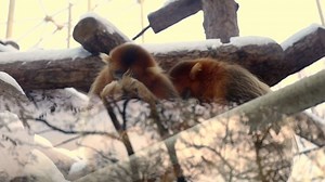 Zoo, Animal, Nature. Free Stock Video