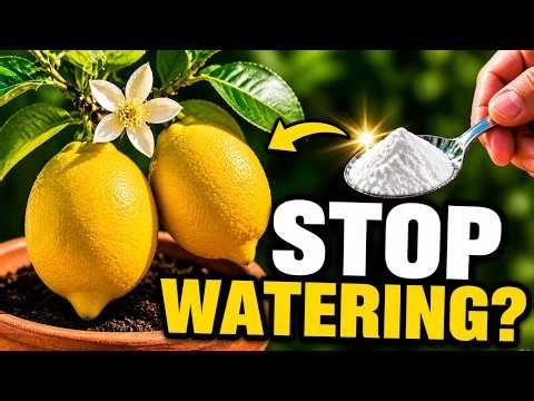 5 Secrets to Make a Lemon Tree Bloom and Fruit Fast