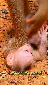 1.5K views · 27 reactions | Congratulation_Newborn_from_mom_LIbby_this_is_Leo_babymonkey_monkey | Monkeys Cambodia | Facebook