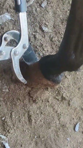 Extra long donkey hooves, cut with oversized scissors!