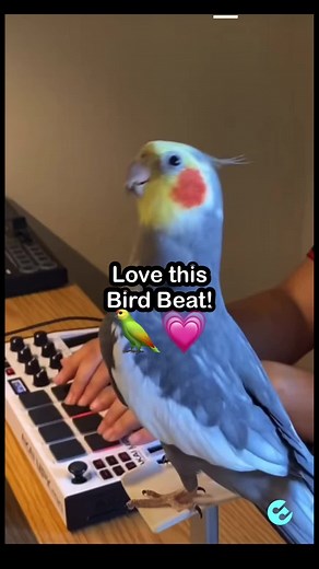 Cockatiel Beatboxing: Learn to Make Beats with this Bird!